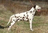 Dalmatian