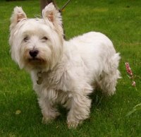 West highland white terrier westie