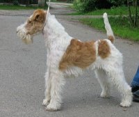 Fox terrier wirehaired