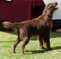 Flat coated retriever