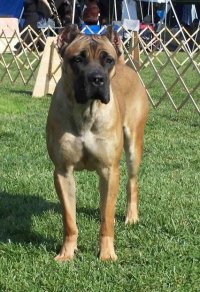 Cane corso italian mastiff