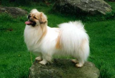 Tibetan spaniel