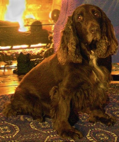 Field spaniel