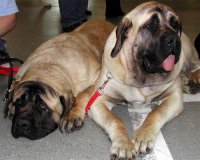 Mastiff english mastiff