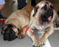 Mastiff english mastiff