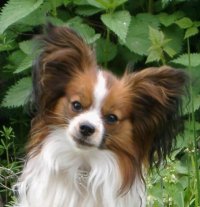 Papillon continental toy spaniel