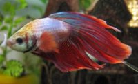 Betta splendens