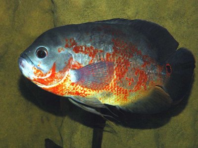 Iastronotus ocellatusi