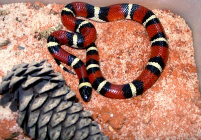 Lampropeltis triangulum