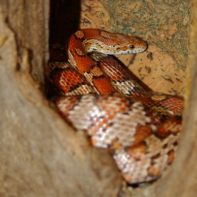 Ielaphe guttata pantherophis guttatusi