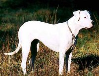 Dogo argentino argentinian mastiff argentine dogo