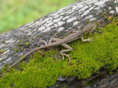 Ibasiliscus vittatusi