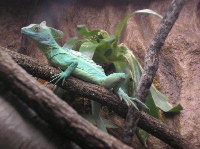 Ibasiliscus plumifronsi