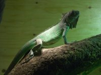 Iiguana iguanai