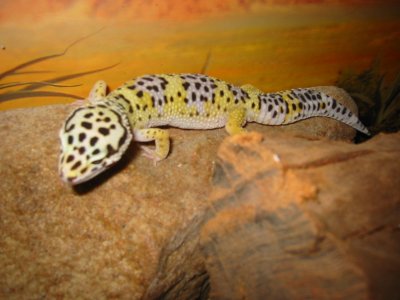 Ieublepharis maculariusi