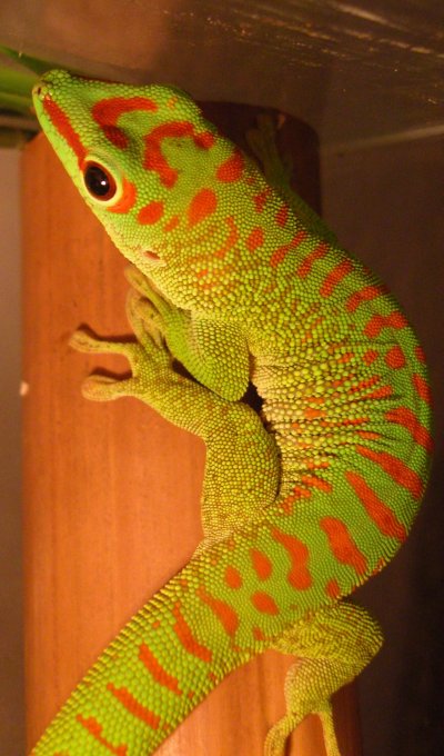 Iphelsuma madagascariensisi