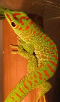 Iphelsuma madagascariensisi