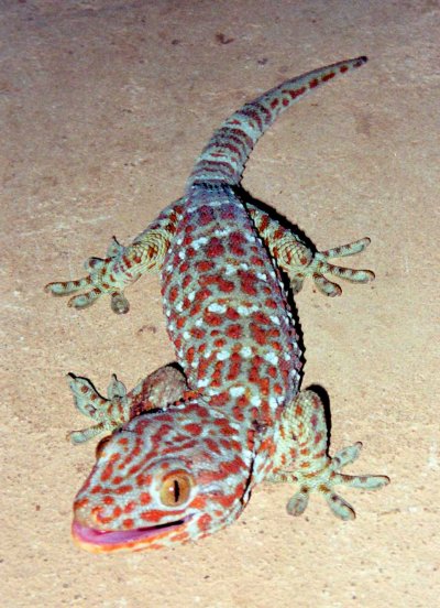 Igekko geckoi