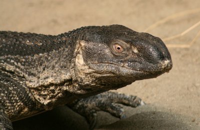 Ivaranus albigularisi