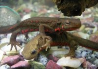 Cynops pyrrhogaster