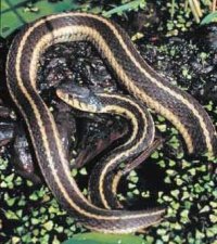 Ithamnophis sirtalisi