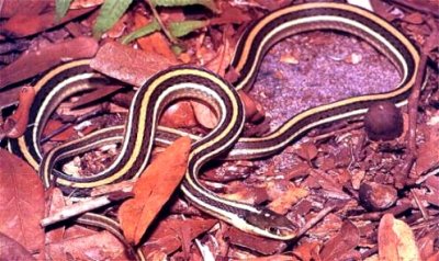 Ithamnophis proximusi