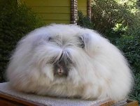 Angora englezesc