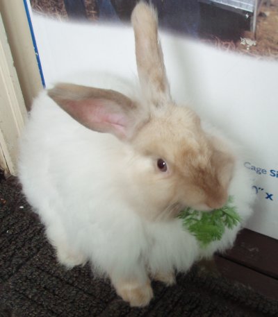 Angora frantuzesc