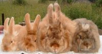 Angora satinat