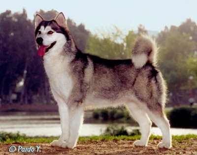 Alaskan malamute