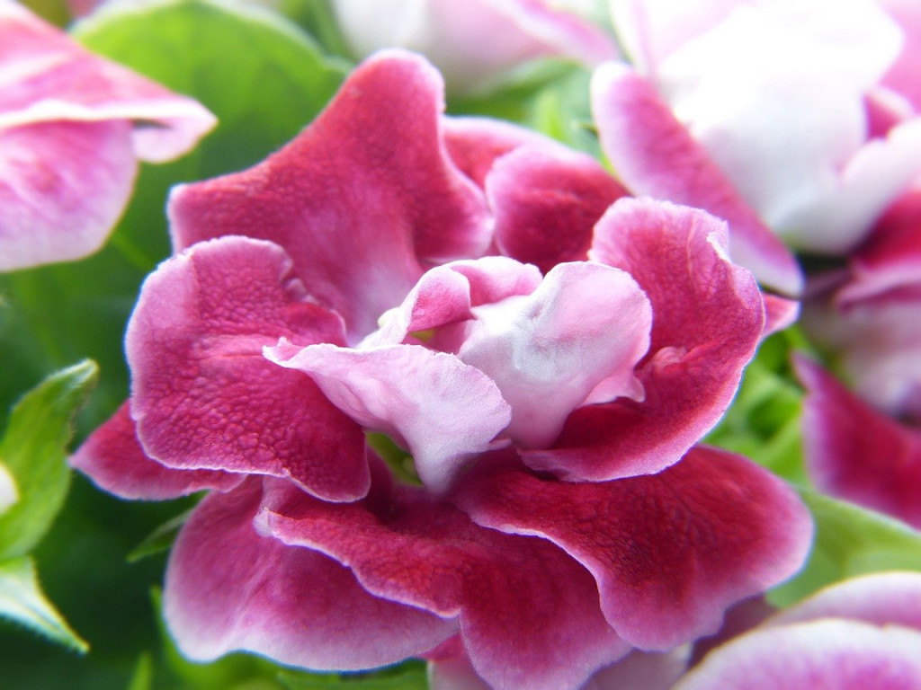 Gloxinia