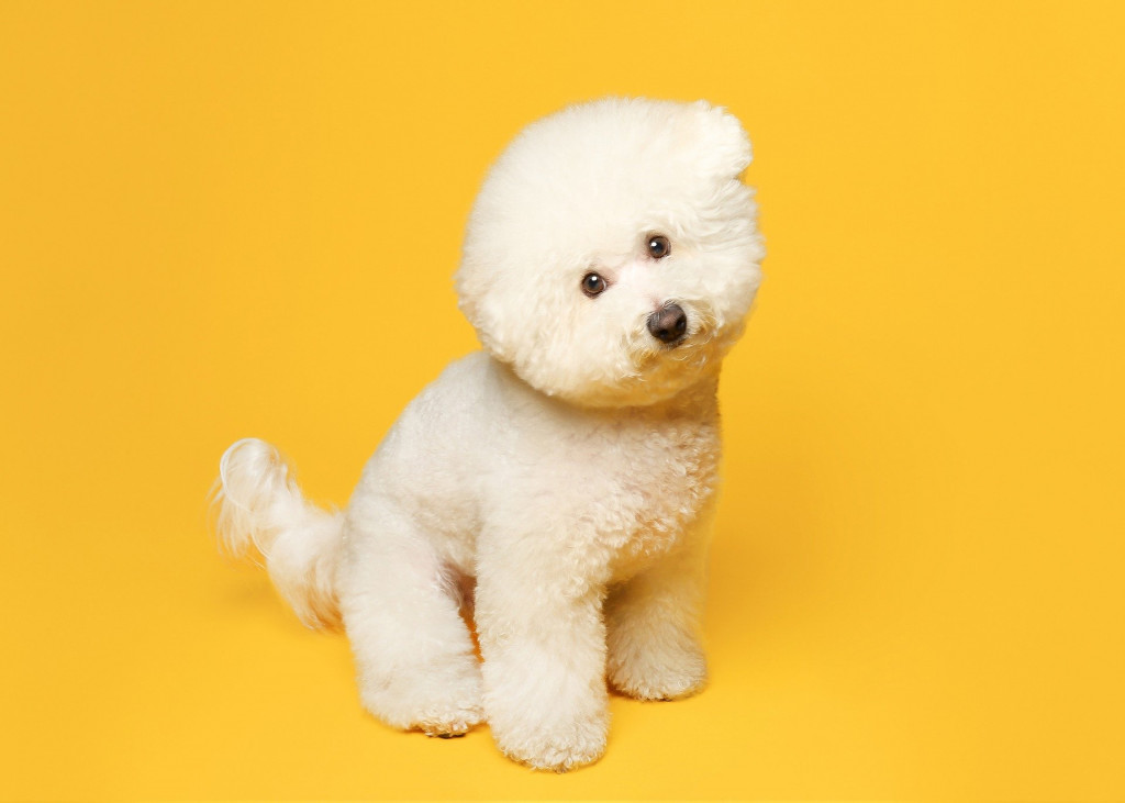 Bichon