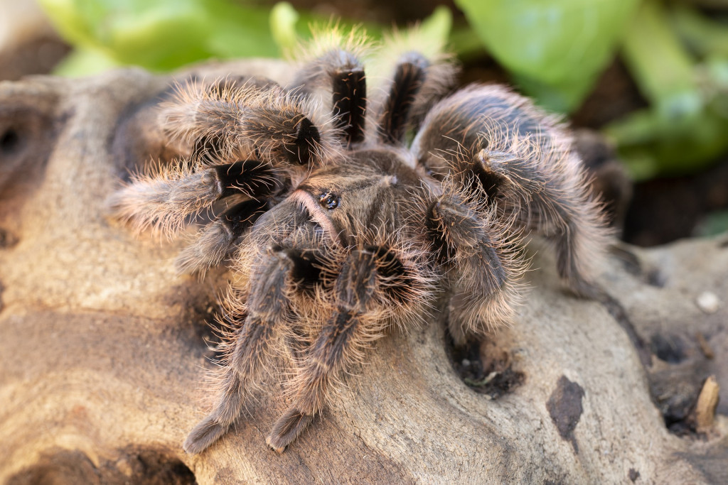 Brachypelma albopilosum