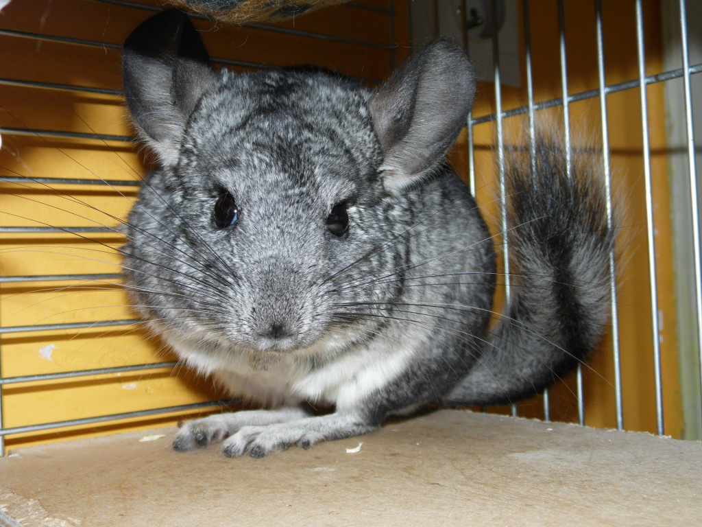 Chinchilla