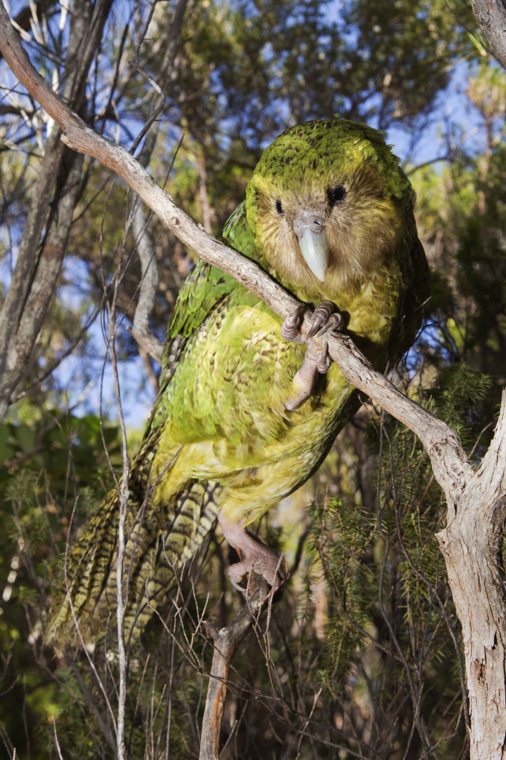Papagalul Kakapo