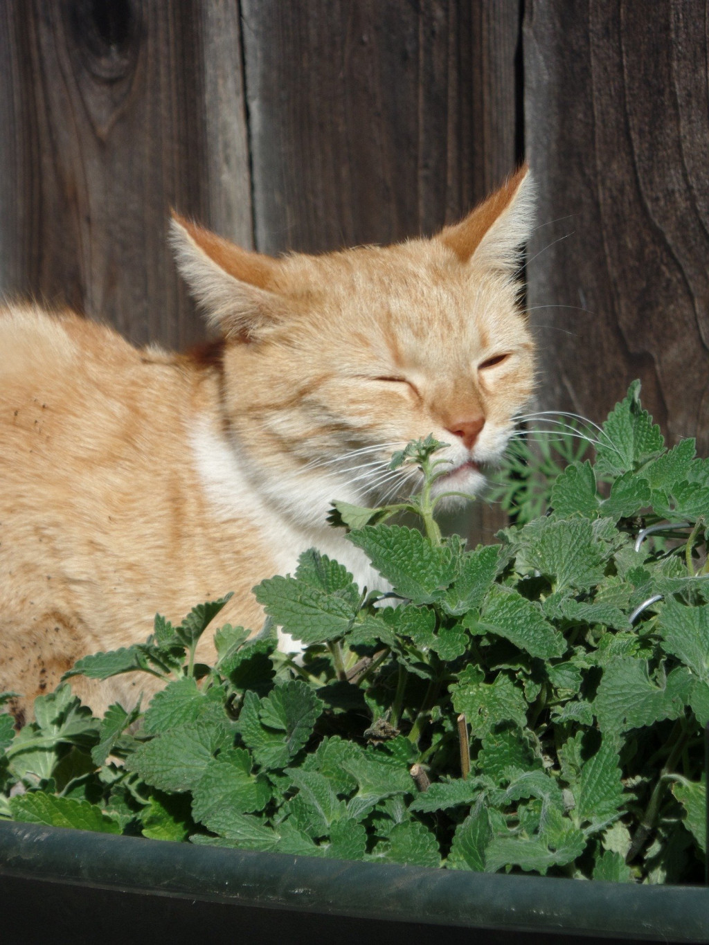 Pisica mirosind iarba matei