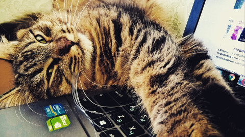 Pisica pe laptop