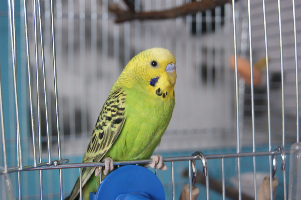 Perus