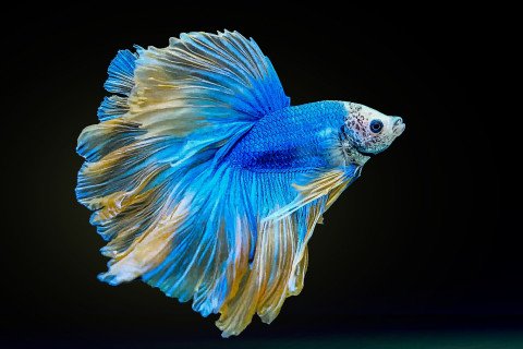 Betta splendens