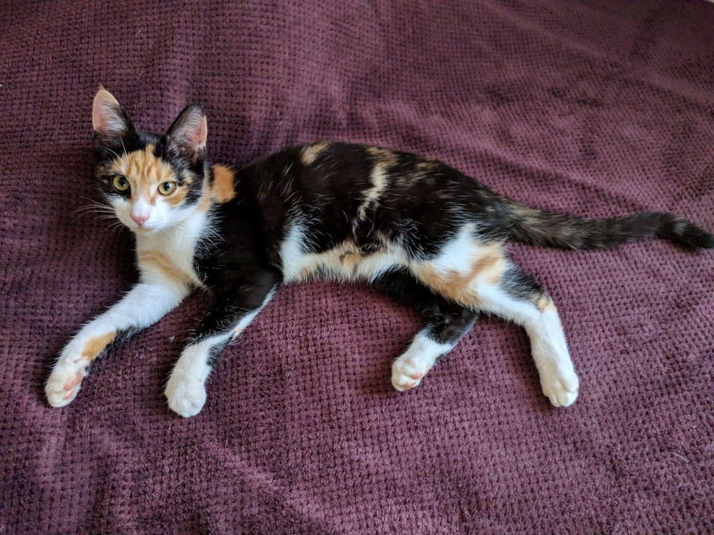 Calico